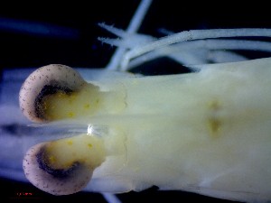  ( - CRDN185)  @11 [ ] Attribution by P. Govender (2021) J.Groeneveld Oceanographic Research Institute