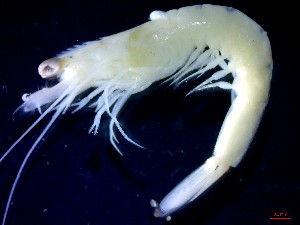  ( - CRDN185)  @11 [ ] Attribution by P. Govender (2021) J.Groeneveld Oceanographic Research Institute