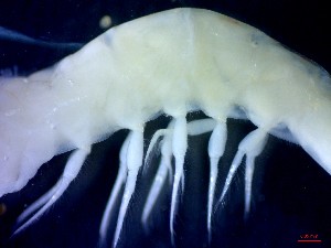  ( - CRDN185)  @11 [ ] Attribution by P. Govender (2021) J.Groeneveld Oceanographic Research Institute