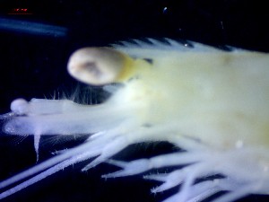  ( - CRDN185)  @11 [ ] Attribution by P. Govender (2021) J.Groeneveld Oceanographic Research Institute