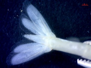  ( - CRDN185)  @11 [ ] Attribution by P. Govender (2021) J.Groeneveld Oceanographic Research Institute