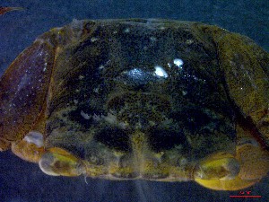  ( - CRDN21)  @11 [ ] Attribution by P. Govender (2021) J.Groeneveld Oceanographic Research Institute
