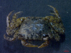  ( - CRDN22)  @11 [ ] Attribution by P. Govender (2021) J.Groeneveld Oceanographic Research Institute