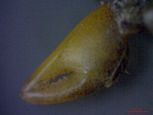  ( - CRDN22)  @11 [ ] Attribution by P. Govender (2021) J.Groeneveld Oceanographic Research Institute