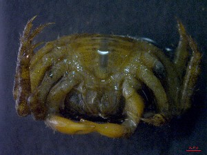  ( - CRDN22)  @11 [ ] Attribution by P. Govender (2021) J.Groeneveld Oceanographic Research Institute