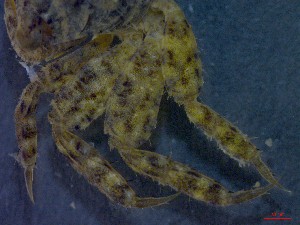  ( - CRDN22)  @11 [ ] Attribution by P. Govender (2021) J.Groeneveld Oceanographic Research Institute