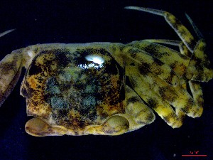  ( - CRDN30)  @11 [ ] Attribution by P. Govender (2021) J.Groeneveld Oceanographic Research Institute