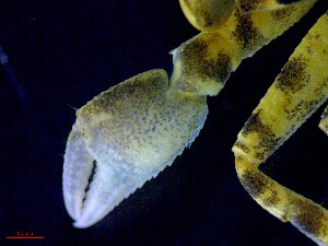  ( - CRDN30)  @11 [ ] Attribution by P. Govender (2021) J.Groeneveld Oceanographic Research Institute