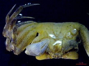  ( - CRDN30)  @11 [ ] Attribution by P. Govender (2021) J.Groeneveld Oceanographic Research Institute