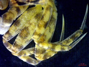 ( - CRDN30)  @11 [ ] Attribution by P. Govender (2021) J.Groeneveld Oceanographic Research Institute