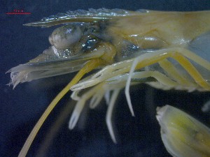  ( - CRDN33)  @11 [ ] Attribution by P. Govender (2021) J.Groeneveld Oceanographic Research Institute