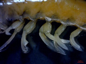  ( - CRDN33)  @11 [ ] Attribution by P. Govender (2021) J.Groeneveld Oceanographic Research Institute