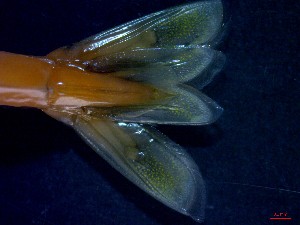  ( - CRDN33)  @11 [ ] Attribution by P. Govender (2021) J.Groeneveld Oceanographic Research Institute