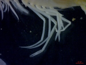  ( - CRDN35)  @11 [ ] Attribution by P. Govender (2021) J.Groeneveld Oceanographic Research Institute