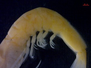  ( - CRDN35)  @11 [ ] Attribution by P. Govender (2021) J.Groeneveld Oceanographic Research Institute