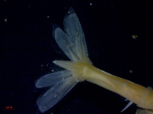  ( - CRDN35)  @11 [ ] Attribution by P. Govender (2021) J.Groeneveld Oceanographic Research Institute