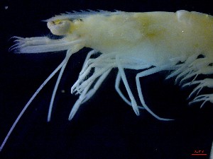  ( - CRDN36)  @11 [ ] Attribution by P. Govender (2021) J.Groeneveld Oceanographic Research Institute