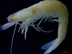  ( - CRDN36)  @11 [ ] Attribution by P. Govender (2021) J.Groeneveld Oceanographic Research Institute