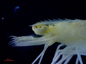  ( - CRDN36)  @11 [ ] Attribution by P. Govender (2021) J.Groeneveld Oceanographic Research Institute