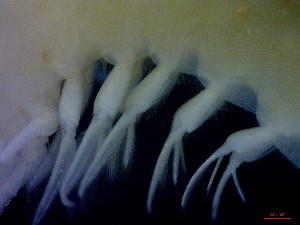  ( - CRDN36)  @11 [ ] Attribution by P. Govender (2021) J.Groeneveld Oceanographic Research Institute