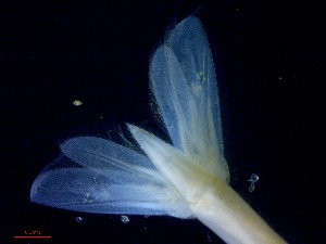  ( - CRDN36)  @11 [ ] Attribution by P. Govender (2021) J.Groeneveld Oceanographic Research Institute