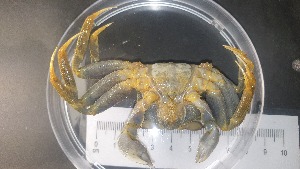  ( - CRDN37)  @11 [ ] Attribution by P. Govender (2021) J.Groeneveld Oceanographic Research Institute