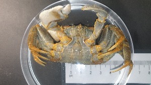  ( - CRDN38)  @11 [ ] Attribution by P. Govender (2021) J.Groeneveld Oceanographic Research Institute