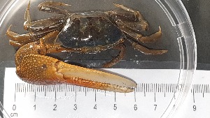  ( - CRDN45)  @11 [ ] Attribution by P. Govender (2021) J.Groeneveld Oceanographic Research Institute