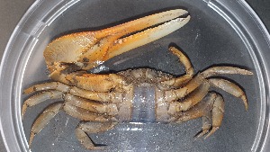  ( - CRDN45)  @11 [ ] Attribution by P. Govender (2021) J.Groeneveld Oceanographic Research Institute