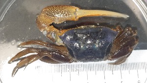  ( - CRDN46)  @11 [ ] Attribution by P. Govender (2021) J.Groeneveld Oceanographic Research Institute