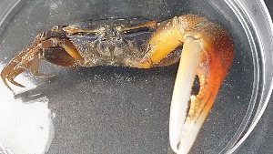  ( - CRDN46)  @11 [ ] Attribution by P. Govender (2021) J.Groeneveld Oceanographic Research Institute