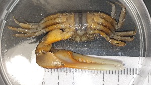  ( - CRDN46)  @11 [ ] Attribution by P. Govender (2021) J.Groeneveld Oceanographic Research Institute