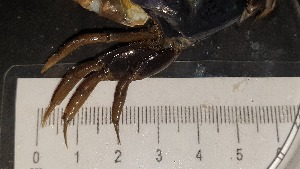  ( - CRDN46)  @11 [ ] Attribution by P. Govender (2021) J.Groeneveld Oceanographic Research Institute