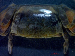  (Austruca occidentalis - CRDN48)  @11 [ ] Attribution by P. Govender (2021) J.Groeneveld Oceanographic Research Institute