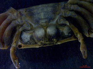  ( - CRDN48)  @11 [ ] Attribution by P. Govender (2021) J.Groeneveld Oceanographic Research Institute