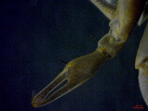  ( - CRDN48)  @11 [ ] Attribution by P. Govender (2021) J.Groeneveld Oceanographic Research Institute
