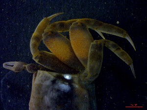  ( - CRDN48)  @11 [ ] Attribution by P. Govender (2021) J.Groeneveld Oceanographic Research Institute