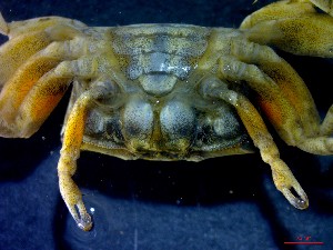  ( - CRDN56)  @11 [ ] Attribution by P. Govender (2021) J.Groeneveld Oceanographic Research Institute