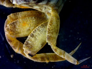  ( - CRDN56)  @11 [ ] Attribution by P. Govender (2021) J.Groeneveld Oceanographic Research Institute