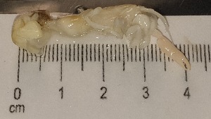  ( - CRDN78)  @11 [ ] Attribution by P. Govender (2021) J.Groeneveld Oceanographic Research Institute