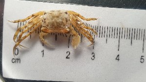  ( - CRDN81)  @11 [ ] Attribution by P. Govender (2021) J.Groeneveld Oceanographic Research Institute