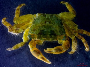  ( - CRDN97)  @11 [ ] Attribution by P. Govender (2021) J.Groeneveld Oceanographic Research Institute