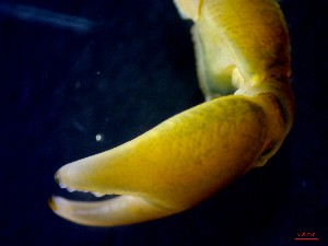  ( - CRDN97)  @11 [ ] Attribution by P. Govender (2021) J.Groeneveld Oceanographic Research Institute
