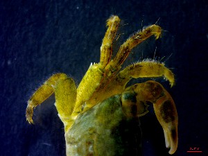  ( - CRDN97)  @11 [ ] Attribution by P. Govender (2021) J.Groeneveld Oceanographic Research Institute