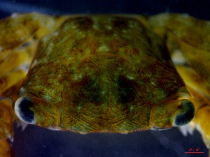  ( - CRDN98)  @11 [ ] Attribution by P. Govender (2021) J.Groeneveld Oceanographic Research Institute