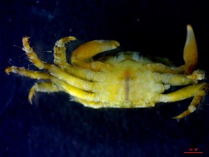  ( - CRDN98)  @11 [ ] Attribution by P. Govender (2021) J.Groeneveld Oceanographic Research Institute