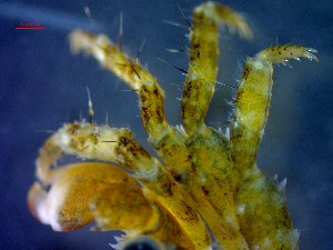  ( - CRDN98)  @11 [ ] Attribution by P. Govender (2021) J.Groeneveld Oceanographic Research Institute