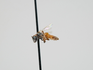  (Lasioglossum imbriumbrae - OSAC_0001300464)  @11 [ ] CreativeCommons  Attribution (by) (2023) Pollinator Health Lab Oregon State University