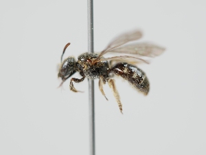  (Lasioglossum engleri - OSAC_0001278907)  @11 [ ] CreativeCommons  Attribution (by) (2024) Pollinator Health Lab Oregon State University