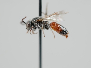  (Sphecodes olympicus - OSAC_0001301780)  @11 [ ] CreativeCommons  Attribution (by) (2024) Pollinator Health Lab Oregon State University